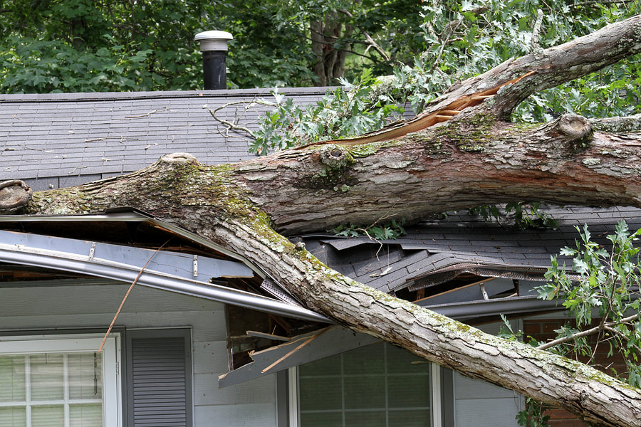 a roof damaged by a tree